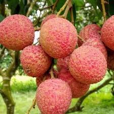 Seedless Litchi (બીજ વિનાની લિચી)